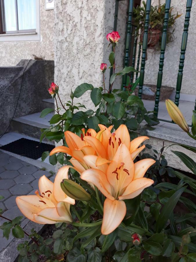 Cynda'S Home Viseu Εξωτερικό φωτογραφία